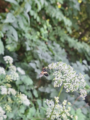 Pellucid Hover Fly