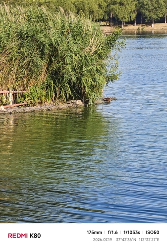 Eastern Spot-billed Duck