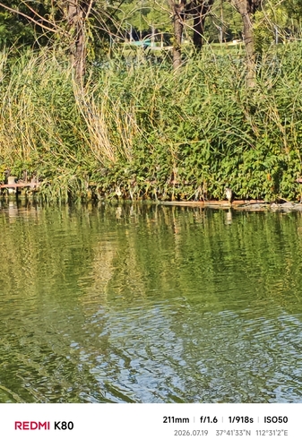 Black-crowned Night Heron