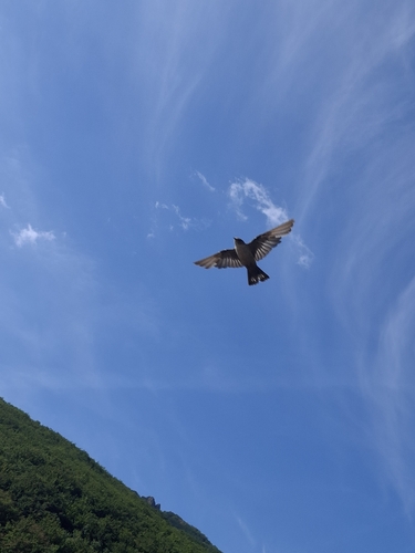 Eurasian Crag-Martin
