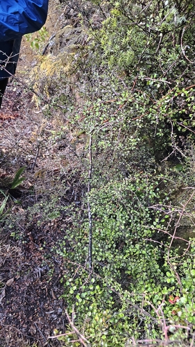Coprosma rigida, photograph 4