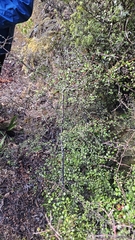 author not stated, no rights reserved Coprosma rigida, photograph author not stated, no rights reserved