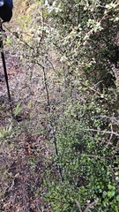 author not stated, no rights reserved Coprosma rigida, photograph author not stated, no rights reserved