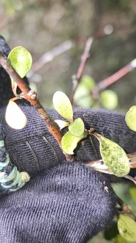 Coprosma rigida, photograph 6