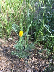 Eschscholzia californica