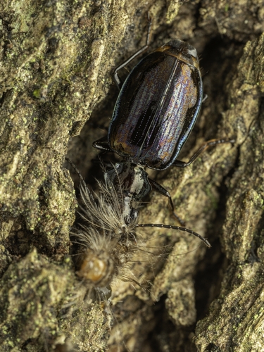 Physodera eschscholtzii