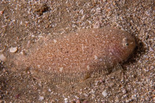 Aseraggodes diringeri observed 2024-07-18