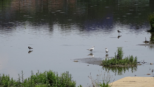 iNaturalist image