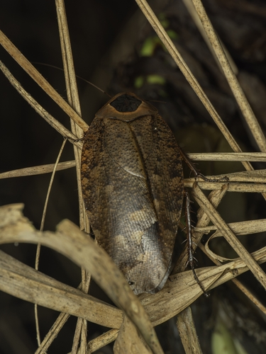 Rhabdoblatta imperatrix