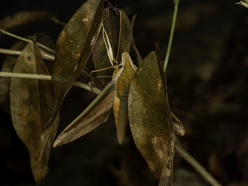 Yam Hawkmoth