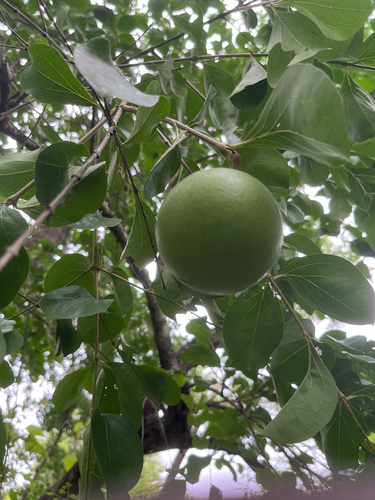 Spiny monkey orange