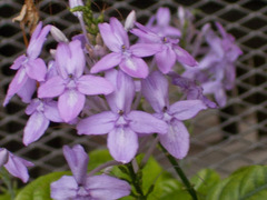 Pseuderanthemum graciliflorum
