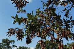 Quercus obtusata