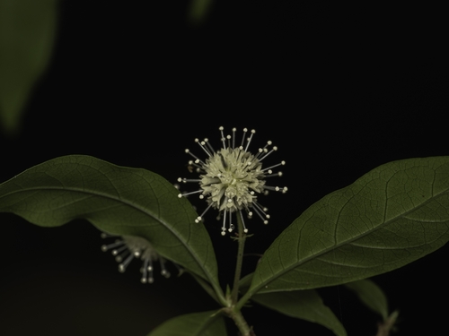 Chinese Buttonbush
