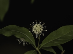 Adina pilulifera