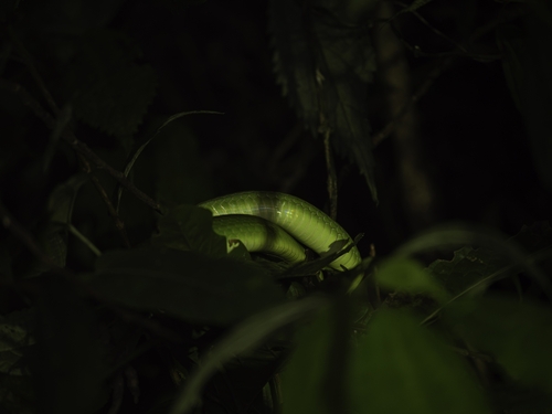 Chinese Green Snake