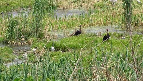 iNaturalist image