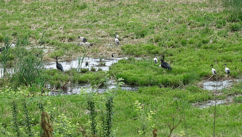 iNaturalist image