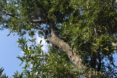 Quercus gentryi