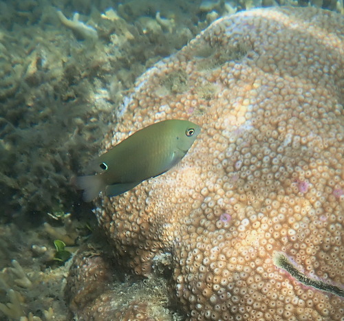 Pomacentrus adelus observed 2026-07-14