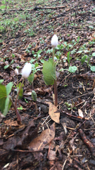 Sanguinaria canadensis