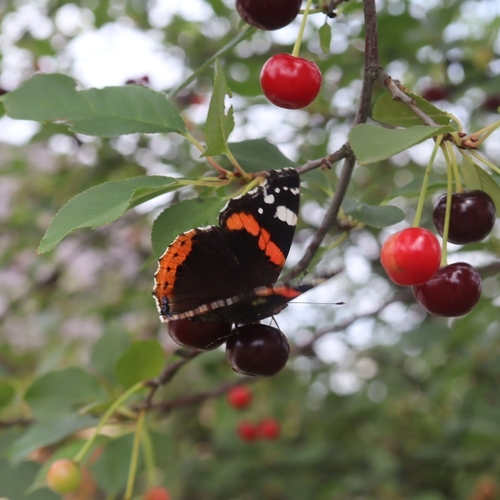 Red Admiral
