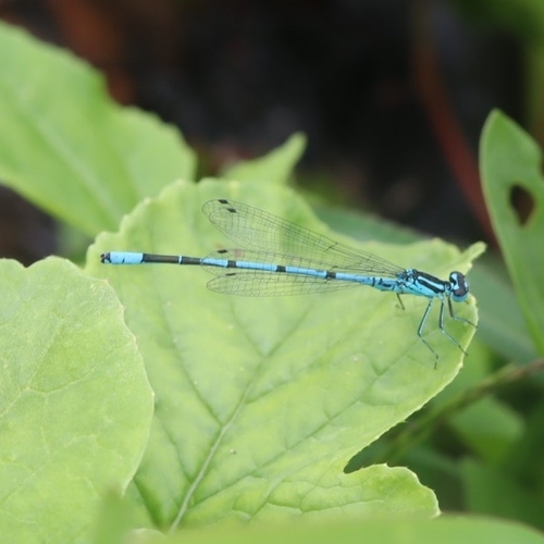 Azure Damselfly