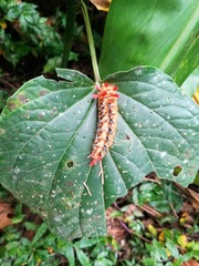 Lepidoptera