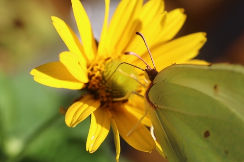 Common Brimstone