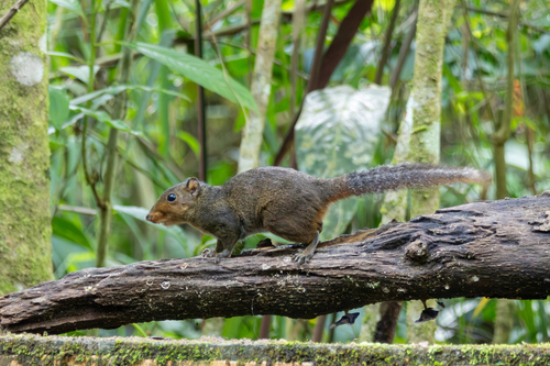 Asian Red-cheeked Squirrel (Dremomys rufigenis)