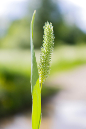 Timothy grass