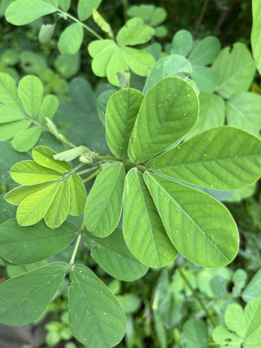 American Sicklepod