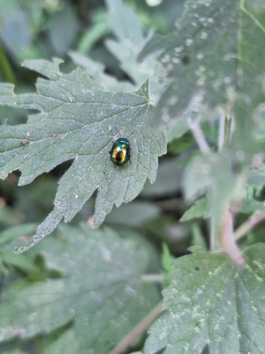 Dead-nettle Leaf Beetle