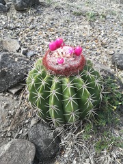Melocactus curvispinus