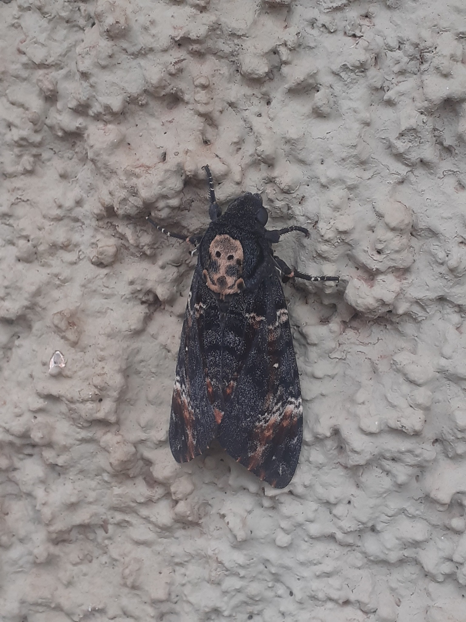 Acherontia atropos