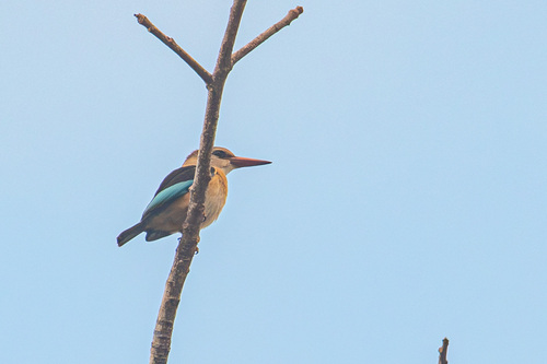 iNaturalist image