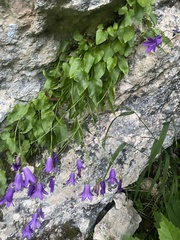 Campanula autraniana