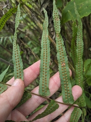Goniophlebium persicifolium