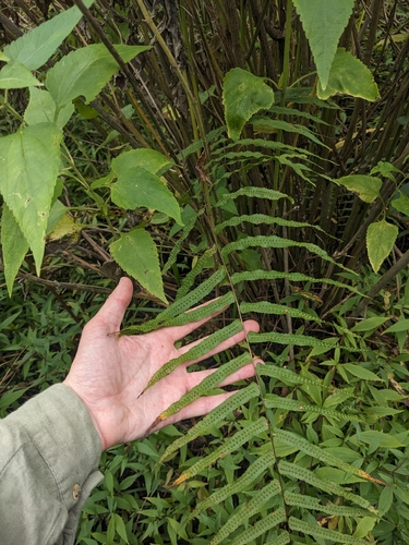 Goniophlebium persicifolium, photograph 2