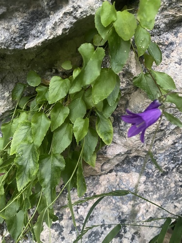 Campanula autraniana, photograph 2