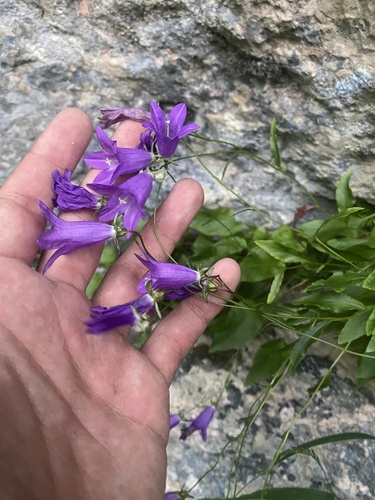 Campanula autraniana, photograph 3