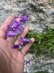 Campanula autraniana, photograph (c) Илья Руденко, some rights reserved (CC BY)