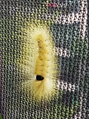 Calliteara horsfieldii