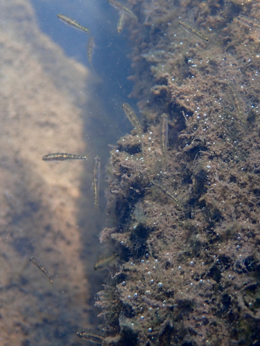 Empire Gudgeon