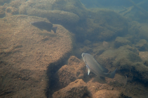 Sooty Grunter