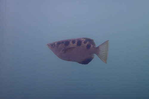 Spotted Archerfish