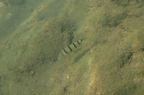 Barred Grunter