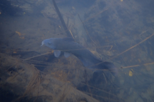Black Catfish