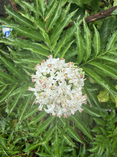 Dwarf Elder