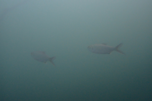 Indo-Pacific Tarpon